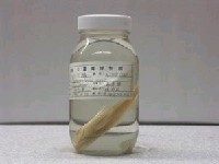 藏品(斑花鱸臀斑月)的圖片